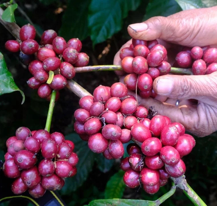 Sarchimor Coffee Seeds (Coffea arabica x canephora / 120+ Disease-Resistant Hybrid Coffee Bean Seeds) – Premium Exotic Botanical Specimen Plant Seeds for Planting