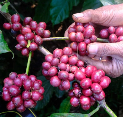 Sarchimor Coffee Seeds (Coffea arabica x canephora / 120+ Disease-Resistant Hybrid Coffee Bean Seeds) – Premium Exotic Botanical Specimen Plant Seeds for Planting