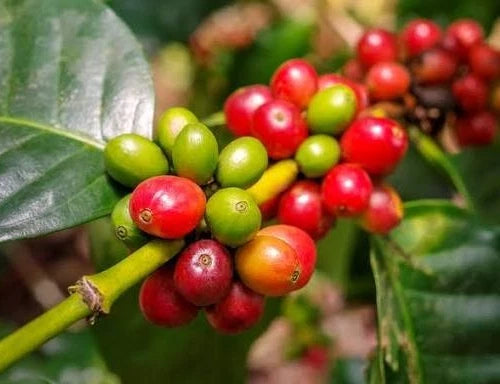 Premium Jimma Coffee Seeds (Coffea arabica var. Jimma) – Authentic Ethiopian Heirloom Specialty Coffee Bean Seeds for Planting (30+ Pcs)