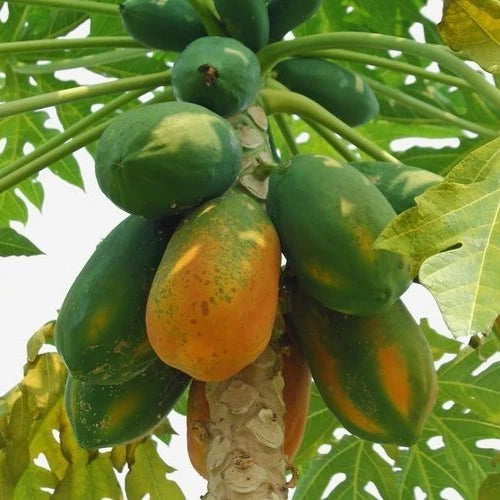 Red Caribbean Papaya Seeds (Carica papaya 'Red Caribbean') – 150 pcs Premium Fresh Rare Sweet Red Caribbean Papaya Seeds