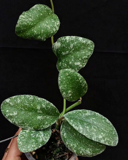 Hoya Waymaniae Splash (Wax Plant) – Rare Epiphytic Tropical Vine with Silver-Flecked Foliage for Indoor & Outdoor Display