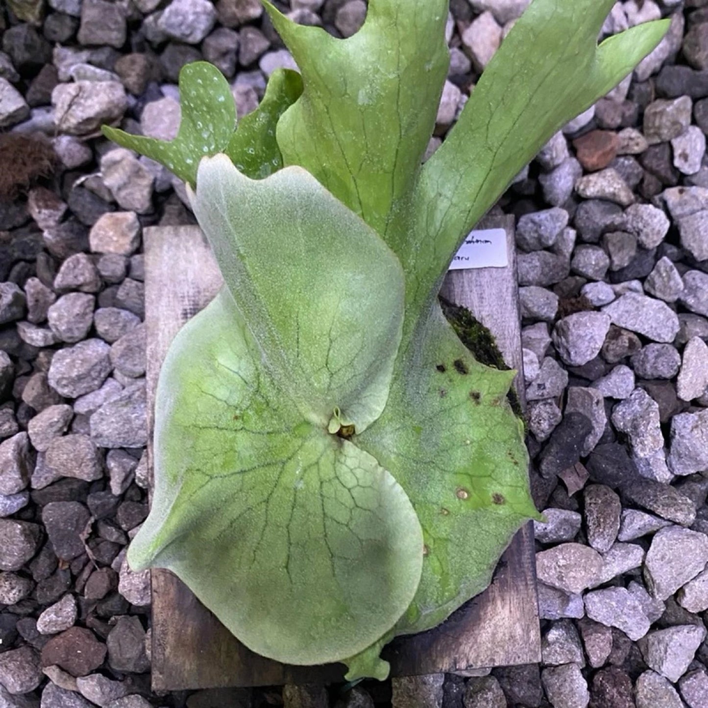 Platycerium grande - Rare Exotic Staghorn Fern