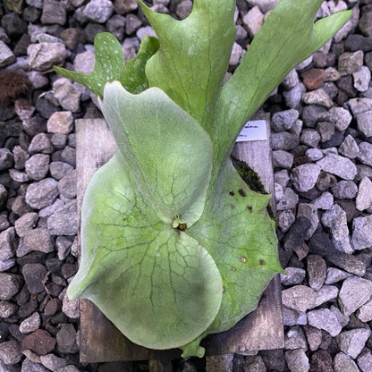 Platycerium grande - Rare Exotic Staghorn Fern