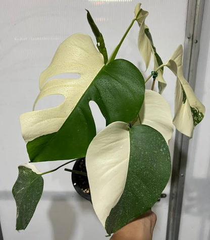 Rare Monstera Half Moon Albo Variegated - 1 Leaf Premium Tropical House Plant Cuttings