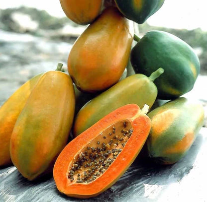 Red Lady Papaya Seeds (Carica papaya 'Red Lady') – Premium High-Yield Sweet Red Fleshed Exotic Fruit Tree Seeds for Planting (150 Pcs)