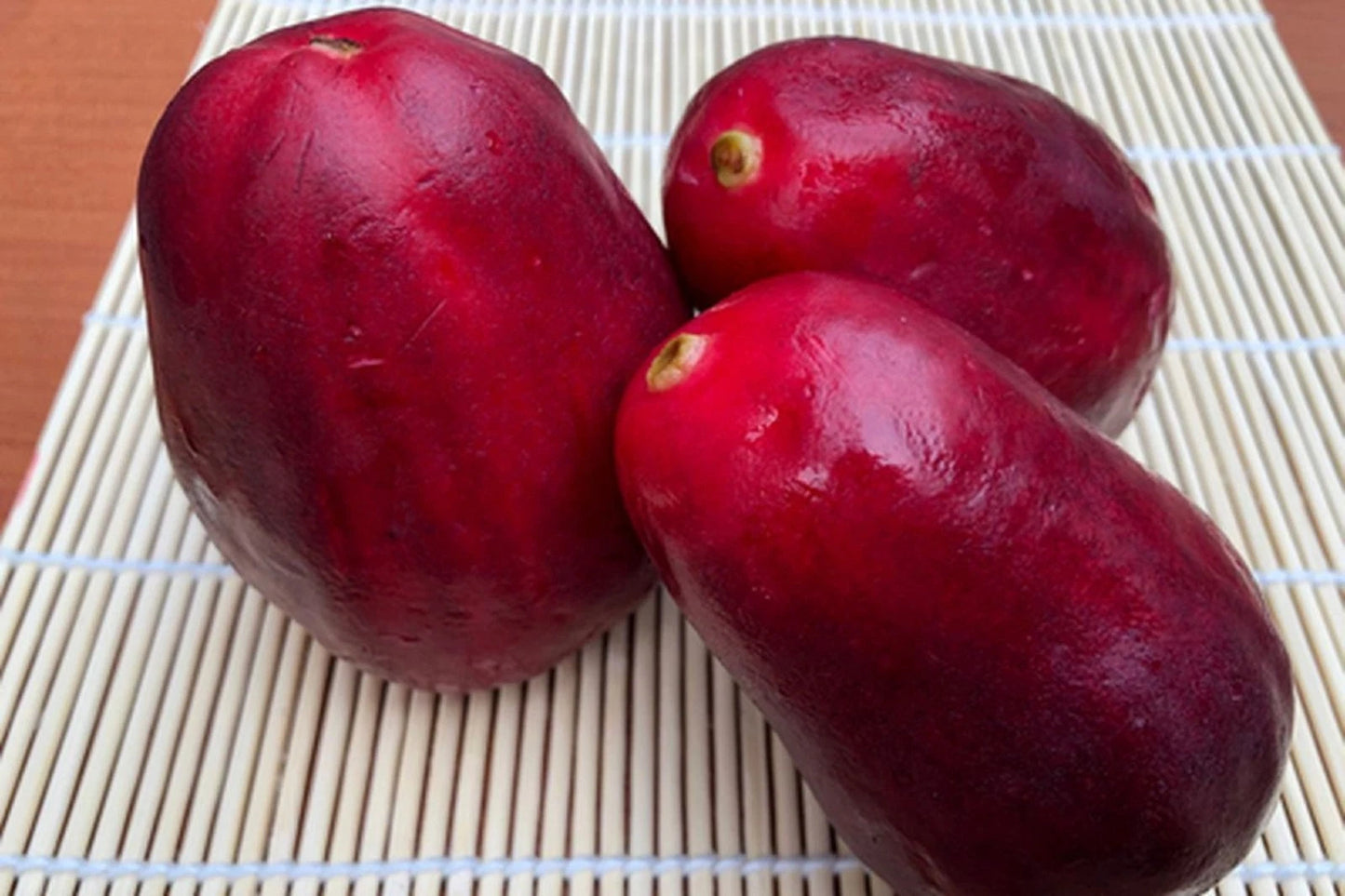 Grafted 'Jamaican' Water Apple (Wax Apple) – Premium Tropical Fruit Tree