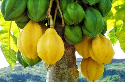 Carica Mountain Papaya Seeds (Vasconcellea pubescens / 100+ Premium Cold-Tolerant Andean High-Altitude Fruit Seeds) – Premium Exotic Botanical Specimen Plant Seeds for Planting