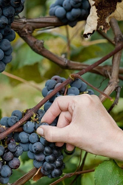 Concord Grape Seeds 100+ (Vitis labrusca) – Fresh Heirloom Table & Juice Grape Plant Seeds for Cultivation