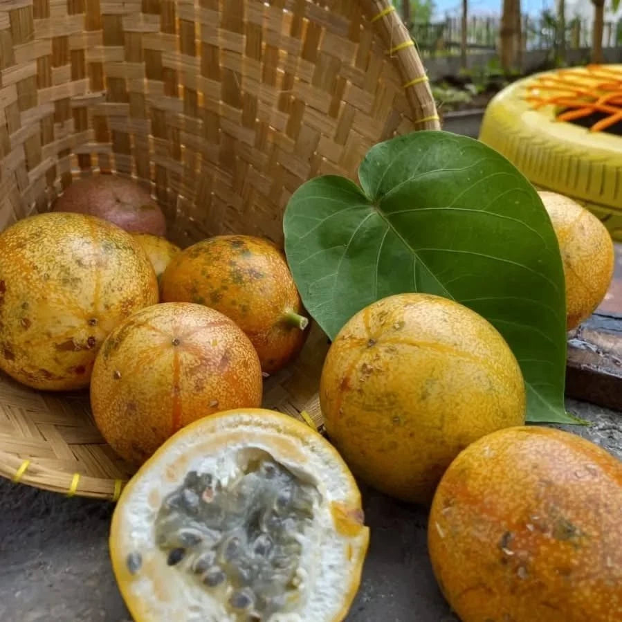 Konyal Passion Fruit Seeds (Passiflora edulis 'Konyal') – Premium Certified Tropical Edible Fruit Vine Seeds for Planting