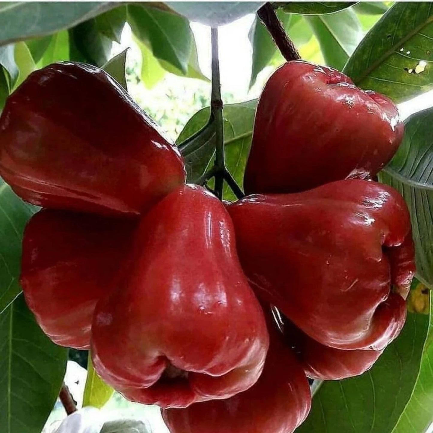 Grafted 'King Rose' Water Apple (Syzygium samarangense) – Premium Tropical Fruit Tree