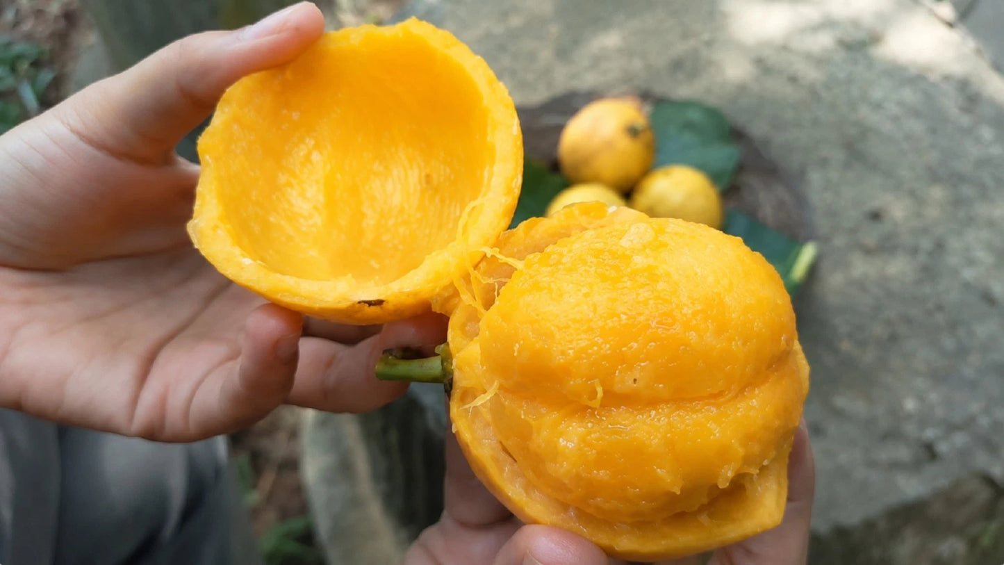 Mundu Grafted - Rare Exotic Garcinia Dulcis Tropical Fruit Tree