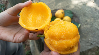 Mundu Grafted - Rare Exotic Garcinia Dulcis Tropical Fruit Tree