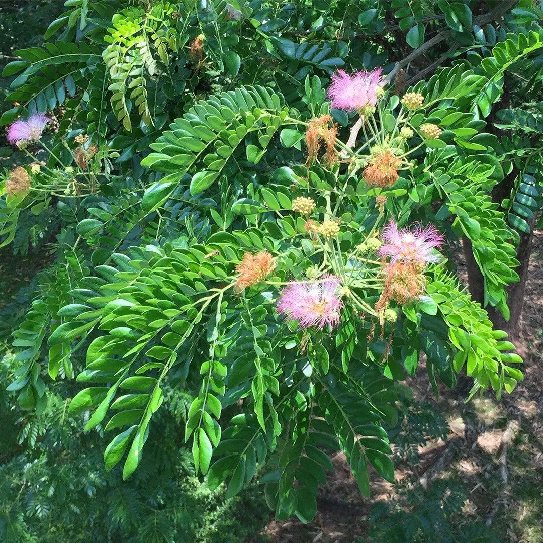 100++ Rain Tree Trembesi Seeds (Samanea saman / Premium Canopy Shade & Nitrogen-Fixing Tree Seeds) – Premium Botanical Specimen Plant Seeds for Planting