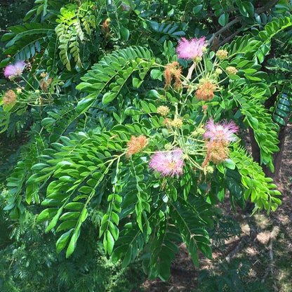 100++ Rain Tree Trembesi Seeds (Samanea saman / Premium Canopy Shade & Nitrogen-Fixing Tree Seeds) – Premium Botanical Specimen Plant Seeds for Planting