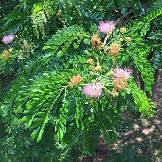 100++ Rain Tree Trembesi Seeds (Samanea saman / Premium Canopy Shade & Nitrogen-Fixing Tree Seeds) – Premium Botanical Specimen Plant Seeds for Planting
