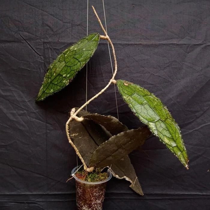 Hoya clemensiorum – Rare Collector’s Tropical Wax Vine