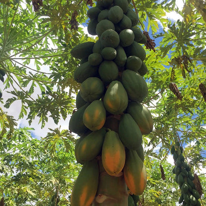 Premium Formosa Variety Papaya Seeds (Carica papaya var. Formosa) – Sweet Red Flesh Tropical Fruit Tree Seeds for Planting (150+ Pcs)