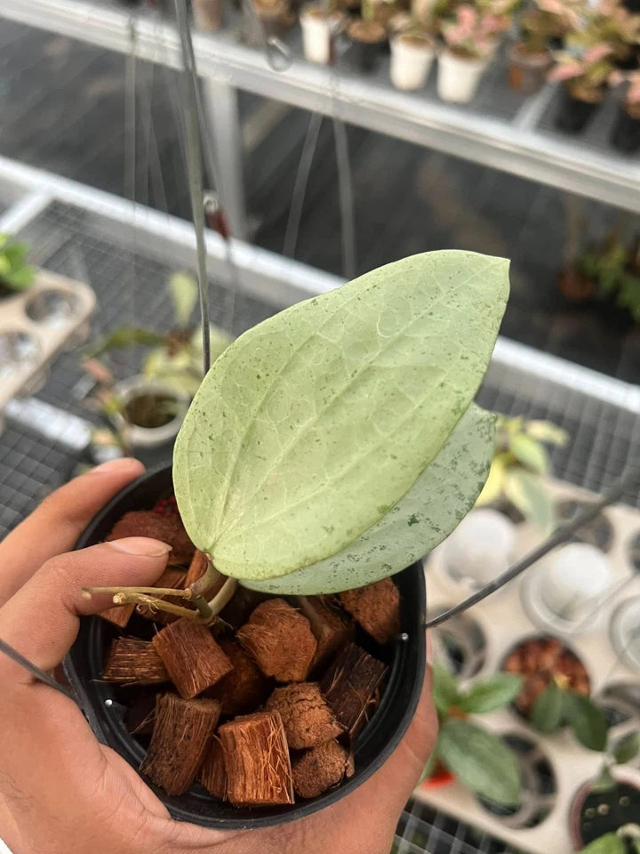 Hoya Glabra Silver Gin | Rare Hoya Plant | Silver Leaf Wax Plant | Tropical Indoor Houseplant