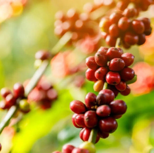 120++ Premium SL28 Coffee Seeds (Coffea arabica var. SL28) – Premium Quality