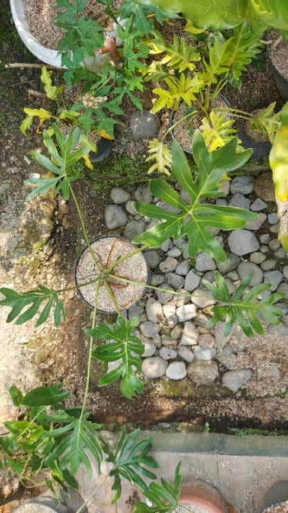 Thaumatophyllum Adamantinum (Real Pict) - Exotic & Sturdy Tropical Aroid