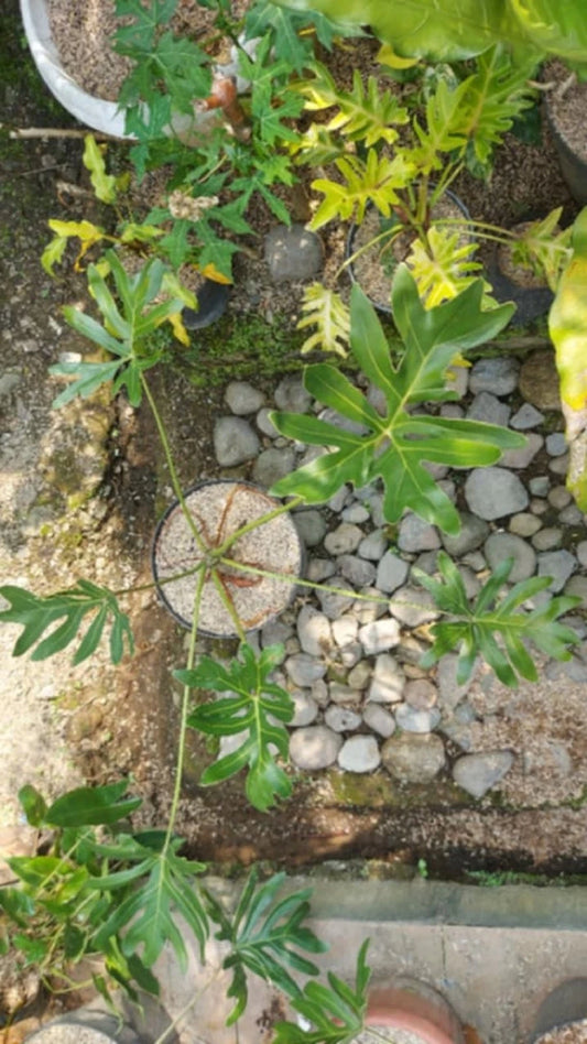 Thaumatophyllum Adamantinum (Real Pict) - Exotic & Sturdy Tropical Aroid