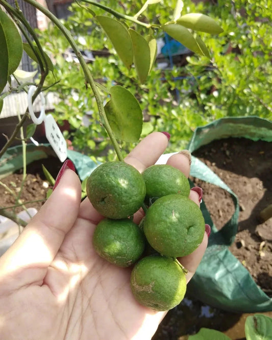 100+ Citrus Lime Seeds (Citrus amblycarpa / Lemon Cui / Kalamansi Relative) – Premium Exotic Citrus Tree & Orchard Seeds for Planting