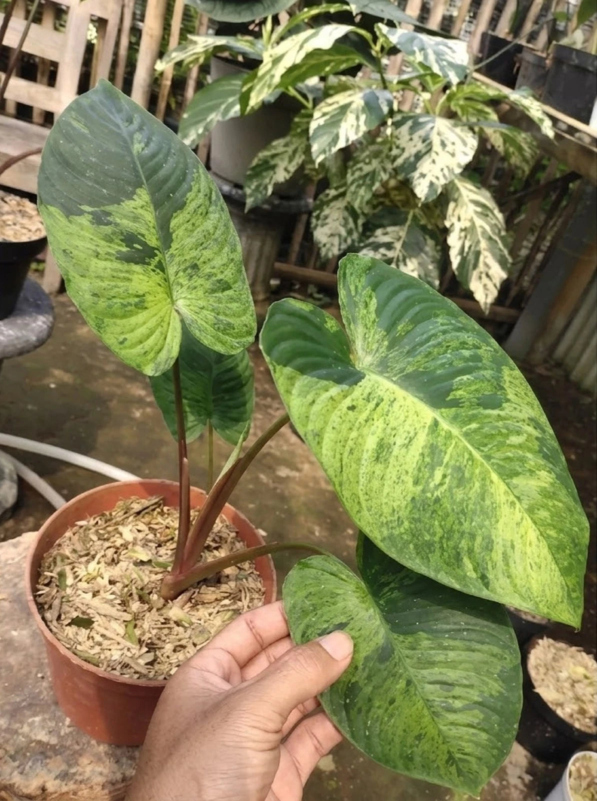 Homalomena 'Java Red Stem' Variegated – Rare Tropical Aroid