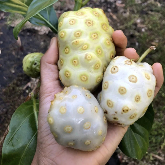 100++ White Noni Fruit Seeds (Morinda citrifolia var. Alba / Indian Mulberry / Great Morinda) – Premium Medicinal & Tropical Fruit Tree Seeds for Planting
