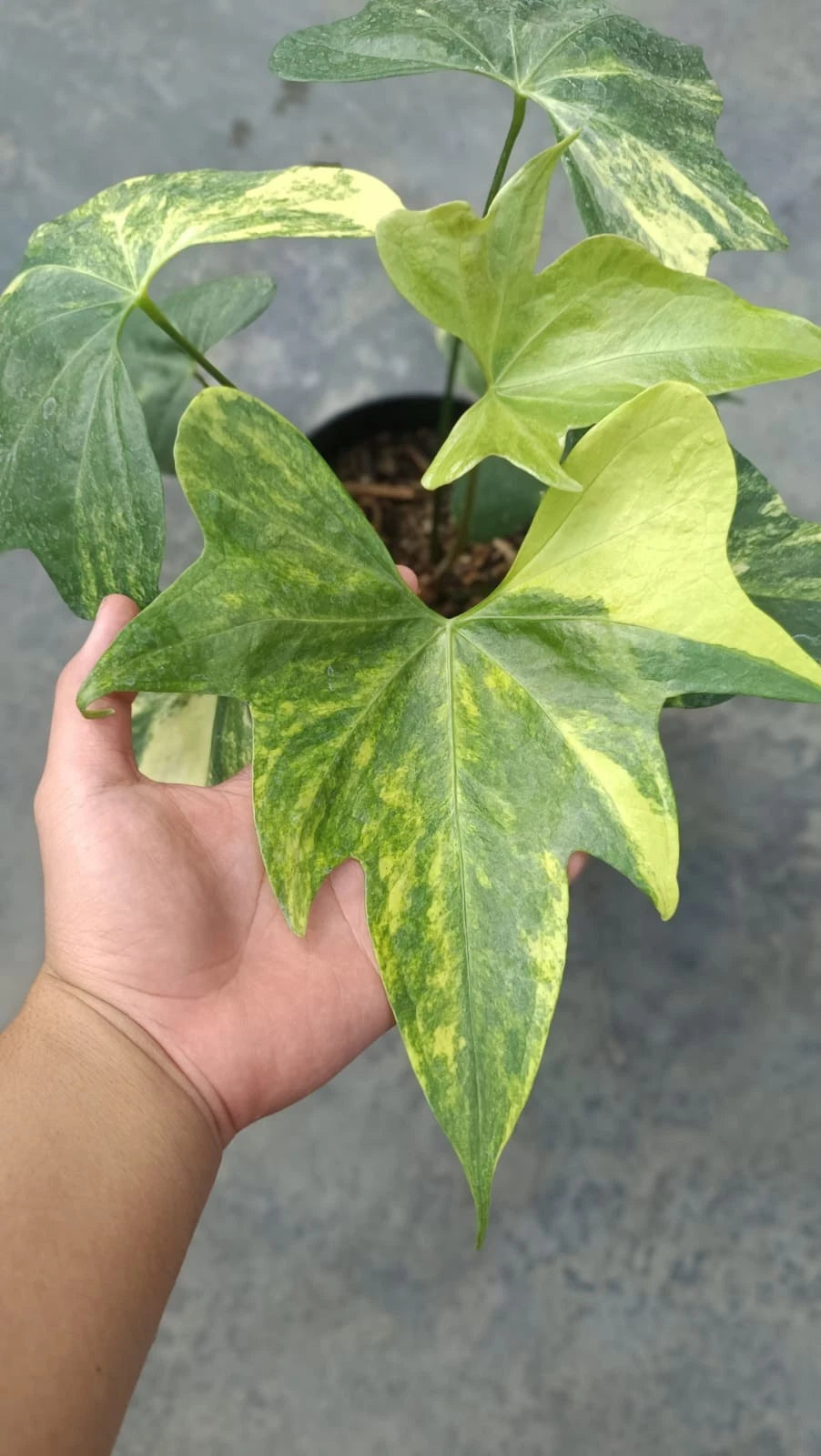 Rare Anthurium Pterodactyl Variegated (6 Leaves) - Premium Real Picture Exotic Tropical Plant