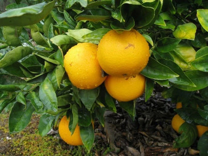Hime-Kawachi Bankan Citrus Seeds (Citrus Kawachiensis) – Certified Heirloom Japanese Citrus Fruit Crop for Planting