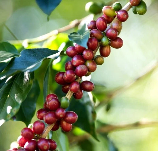 120+ Gayo Coffee Seeds (Coffea arabica var. 'Gayo') – Premium Sumatran Highland Specialty Arabica Bean Tree Seeds for Planting