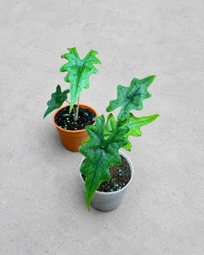 Alocasia 'Jacklyn' - Rare Tropical Aroid with Striking Foliage