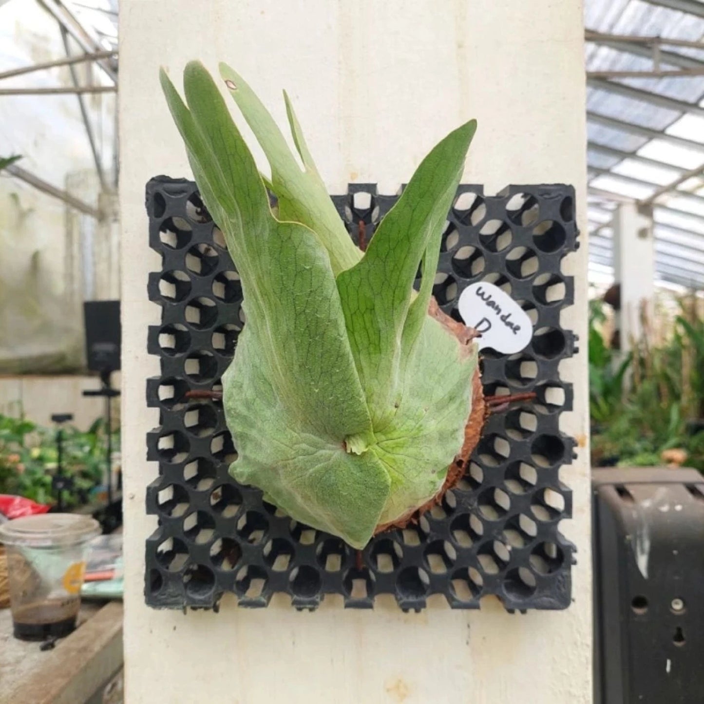 Platycerium wandae – The Queen Staghorn Fern