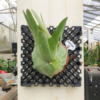 Platycerium wandae – The Queen Staghorn Fern