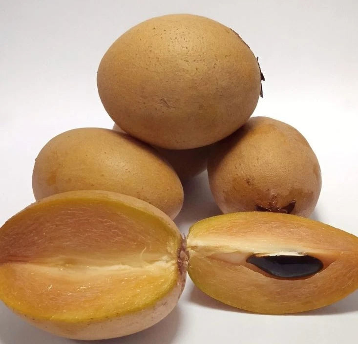 Sapodilla Seeds var. Sri Kembangan 35 pcs (Manilkara zapota) - Premium Sweet Chico Zapote Seeds