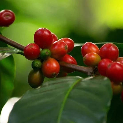 Laurina Coffee Seeds (Coffea arabica 'Laurina') – 2000+ Bulk Premium Rare Naturally Low-Caffeine Specialty Coffee Seeds