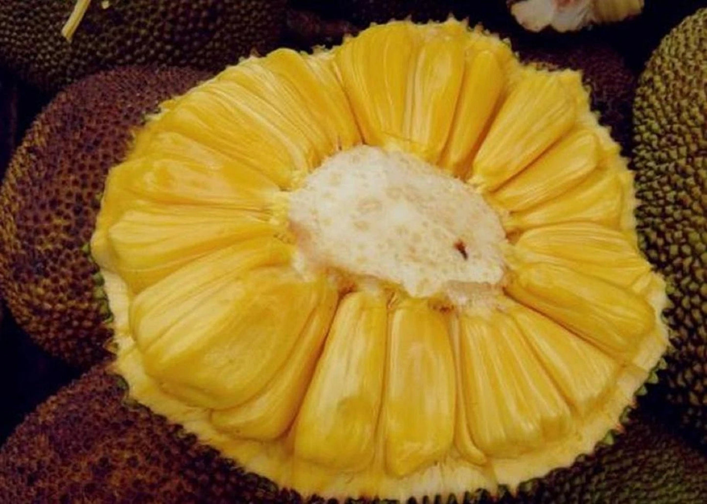 Honey Jackfruit - Premium Grafted Early-Fruiting Tropical Tree
