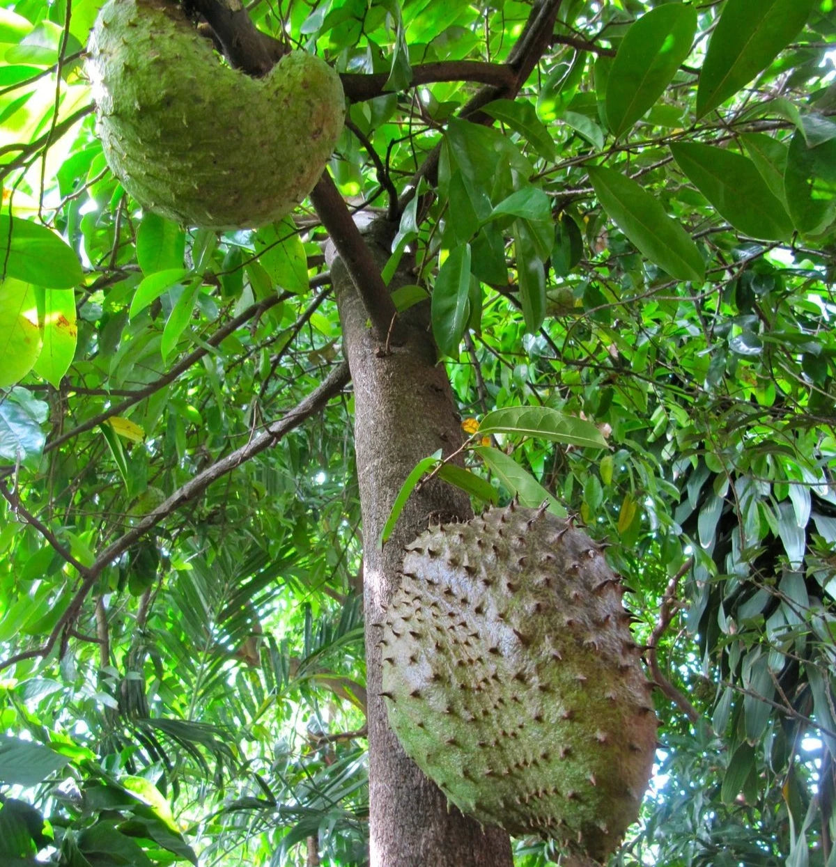 Borneo Giant Soursop Seeds (Annona muricata 'Borneo Giant') – 100+ Premium Fresh Mammoth Sweet Borneo Soursop Seeds