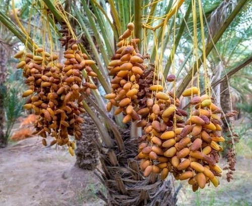 Fard Date Palm Seeds (Phoenix dactylifera) – 35+ Premium Fard Sweet Date Seeds