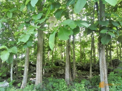 Golden Teak Tree 50+ Seeds (Tectona grandis) – Premium Quality Fast-Growing Hardwood Timber Seeds for Planting and Cultivation