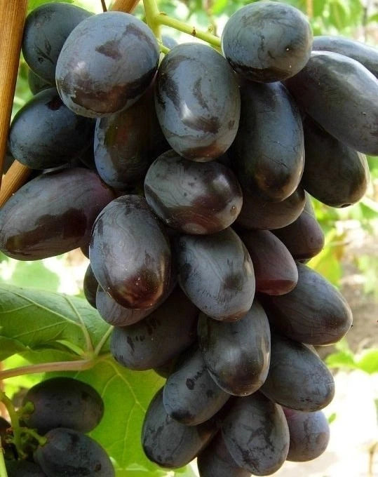 Giovanni Grape Seeds (Vitis vinifera) – Premium Certified Sweet Table Grape Fruit Vine Seeds for Planting