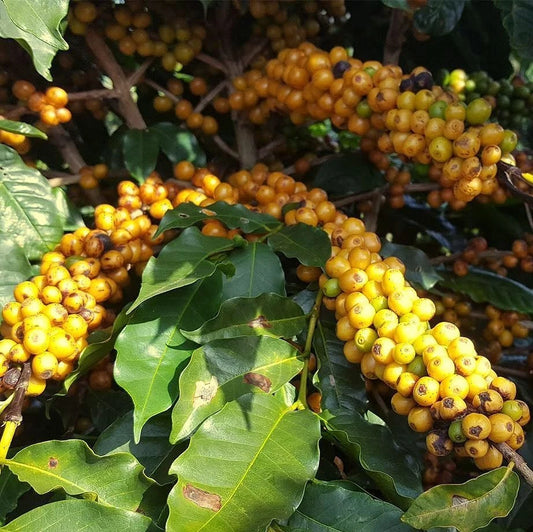 Yellow Catuai Coffee Seeds (Coffea arabica var. Catuai Amarelo / Compact High-Yield Highland Selection) – Premium Gourmet Specialty Coffee Plant Seeds for Planting