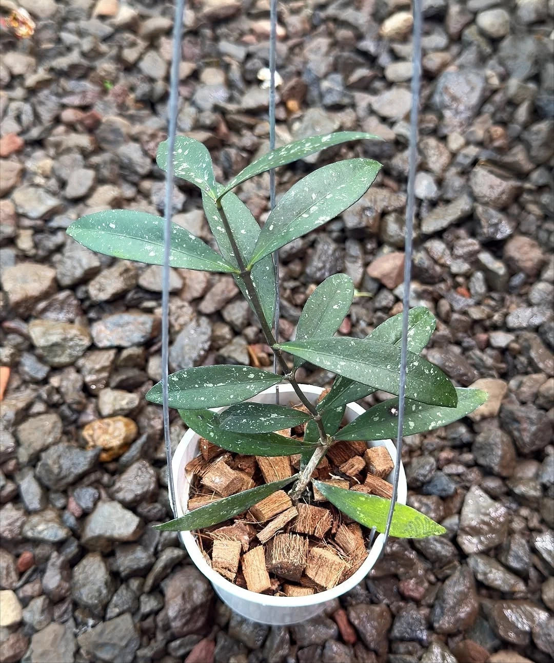 Hoya Sp. Sidikalang Splash Rare Tropical Indoor Outdoor Wax Plant Seeds / Cuttings (Hoya sp. Sidikalang 'Splash') – Premium Certified Variegated Waxflower Plant for Planting