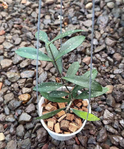 Hoya Sp. Sidikalang Splash Rare Tropical Indoor Outdoor Wax Plant Seeds / Cuttings (Hoya sp. Sidikalang 'Splash') – Premium Certified Variegated Waxflower Plant for Planting