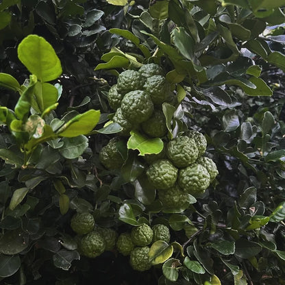 Kaffir Lime Seeds (Citrus hystrix) – 30++ Premium Fresh Makrut Lime / Double-Leaf Citrus Seeds for Planting