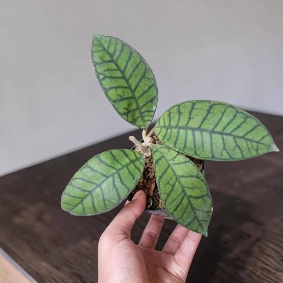 Hoya callistophylla - Exquisite Veined Tropical Hoya