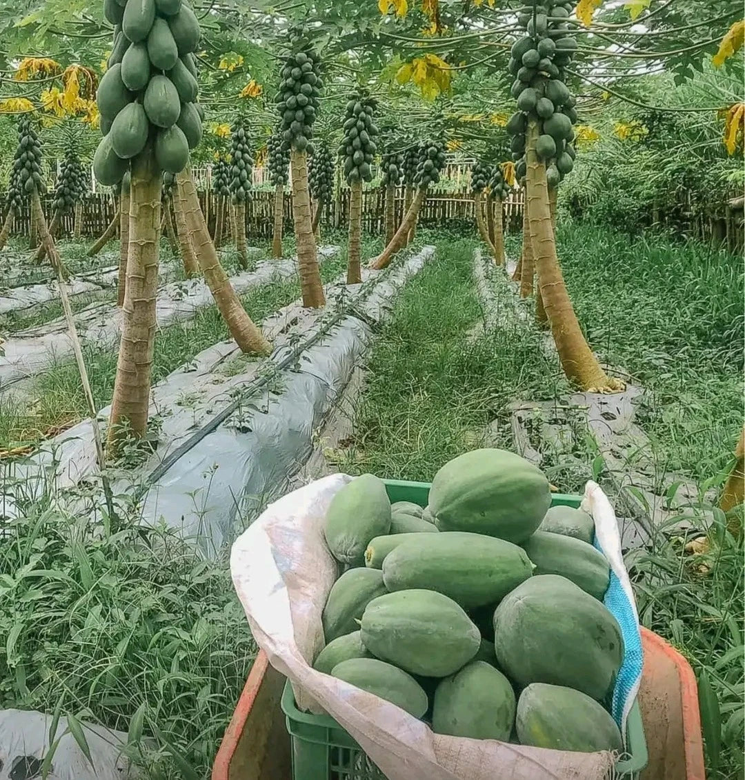 Hawaii Papaya (Carica papaya L.) – 150+ Fresh Premium Seeds