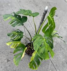 Monstera Green on Green Variegated Large Size | Real Plant Photo | Rare Tropical Indoor Houseplant