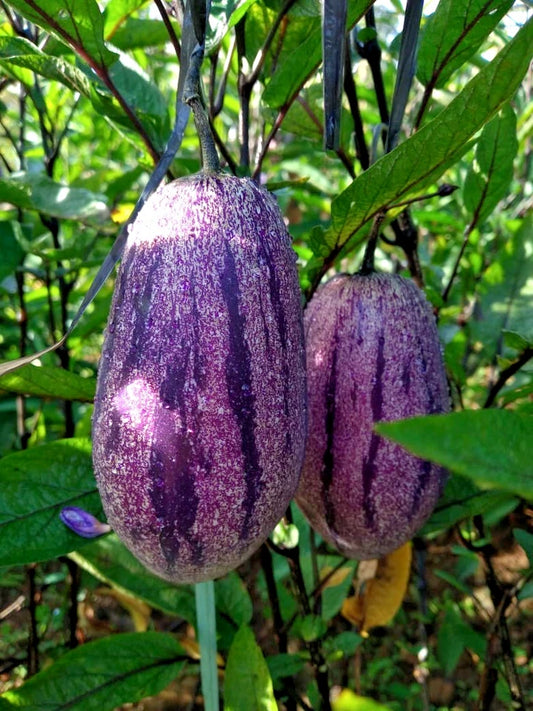 500+ Purple Pepino Seeds (Solanum muricatum) | Exotic Sweet Melon Pear Fruit | Rare Edible Plant