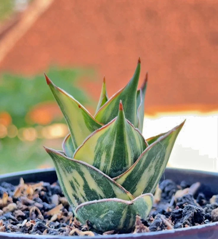 Sansevieria 'Tower' Variegated - Rare Architectural Specimen